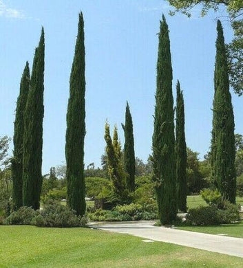 20 Mediterranean Cypress Tree Seeds - Seed World