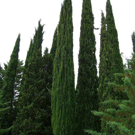 20 Mediterranean Cypress Tree Seeds - Seed World