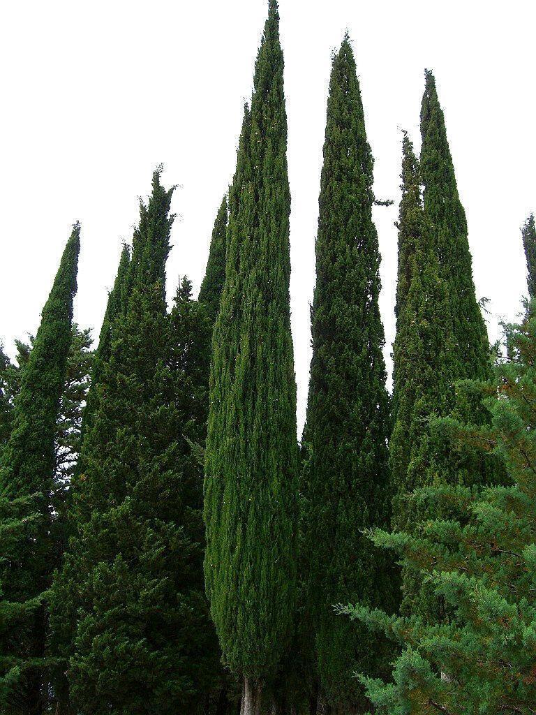 20 Mediterranean Cypress Tree Seeds - Seed World