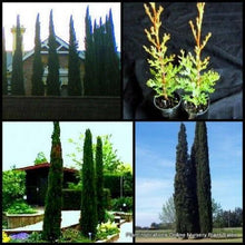 20 Mediterranean Cypress Tree Seeds - Seed World