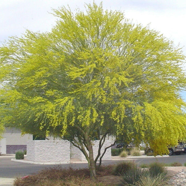20 Mexican Palo Verde Jerusalem Thorn Seeds - Seed World