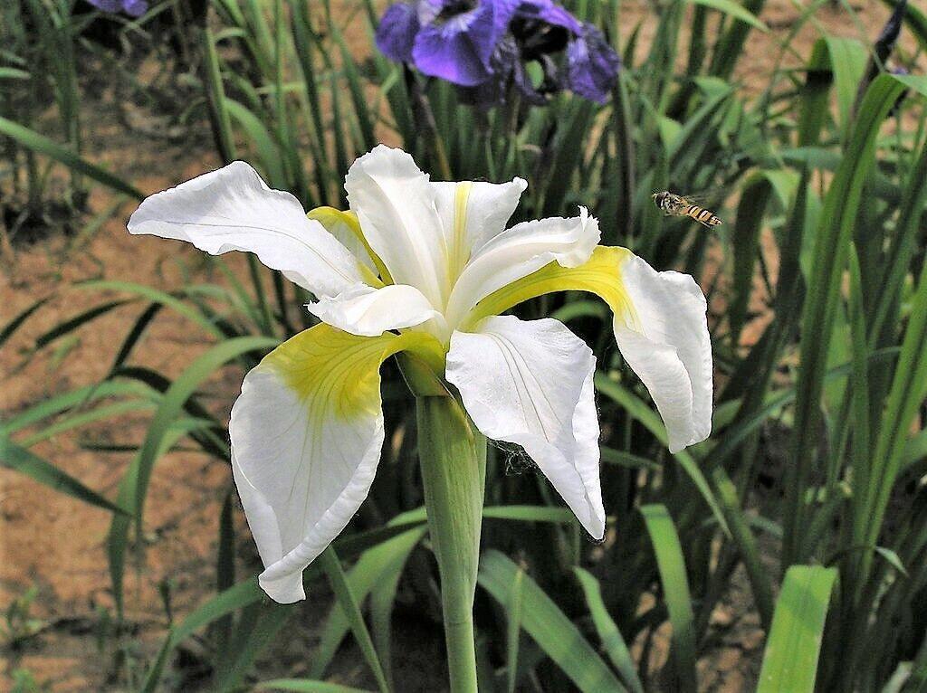 20 Mixed Siberian Iris Seeds - Seed World