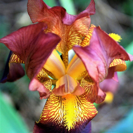 20 Mixed Siberian Iris Seeds - Seed World