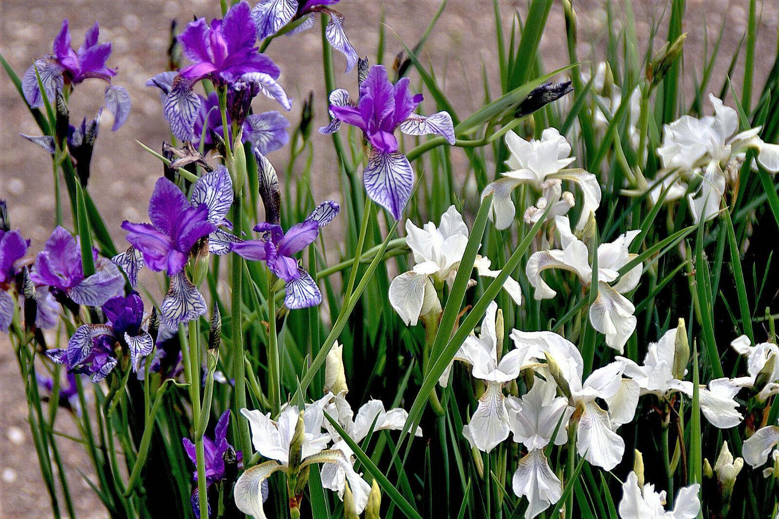 20 Mixed Siberian Iris Seeds - Seed World