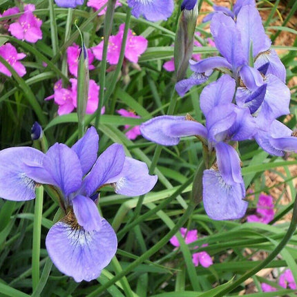 20 Mixed Siberian Iris Seeds - Seed World