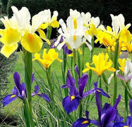 20 Mixed Siberian Iris Seeds - Seed World