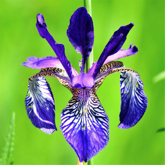 20 Mixed Siberian Iris Seeds - Seed World