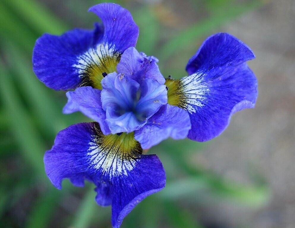 20 Mixed Siberian Iris Seeds - Seed World