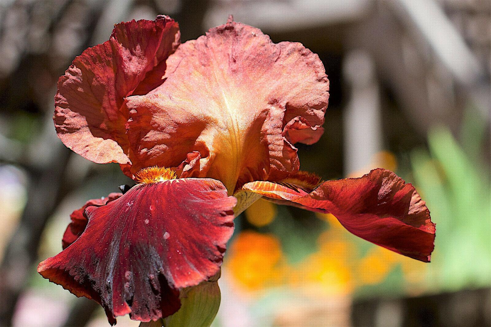 20 Mixed Siberian Iris Seeds - Seed World