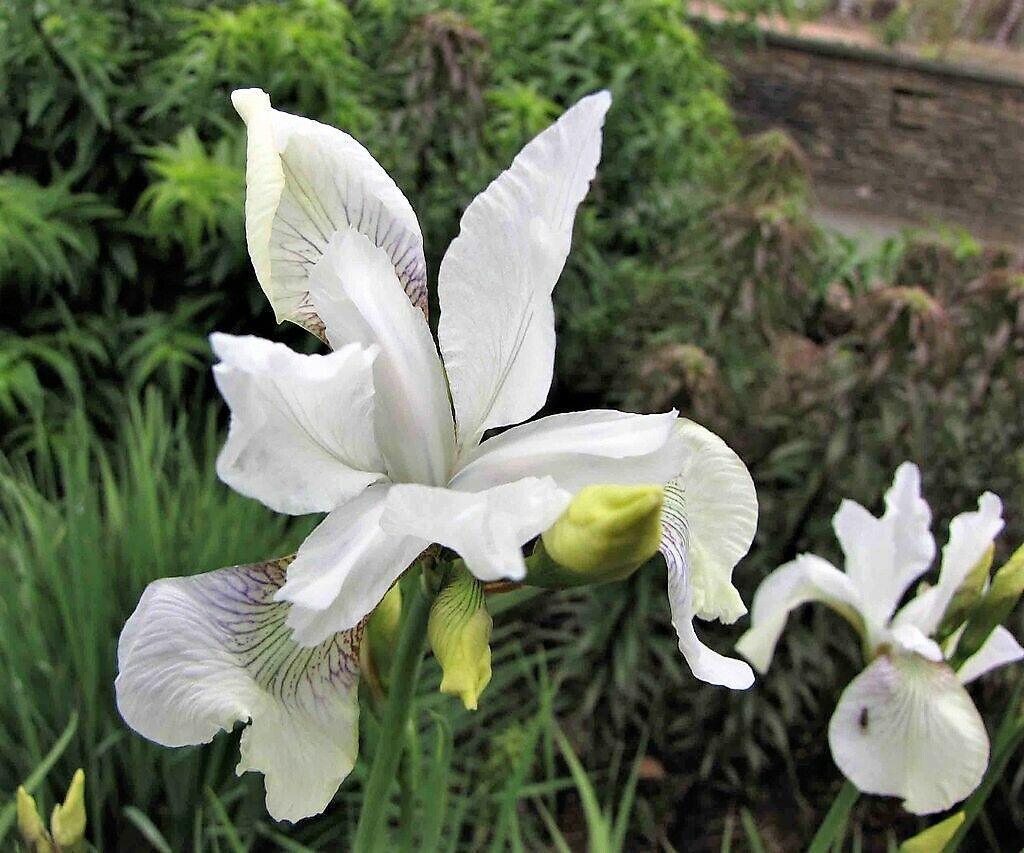 20 Mixed Siberian Iris Seeds - Seed World