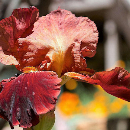 20 Mixed Siberian Iris Seeds - Seed World