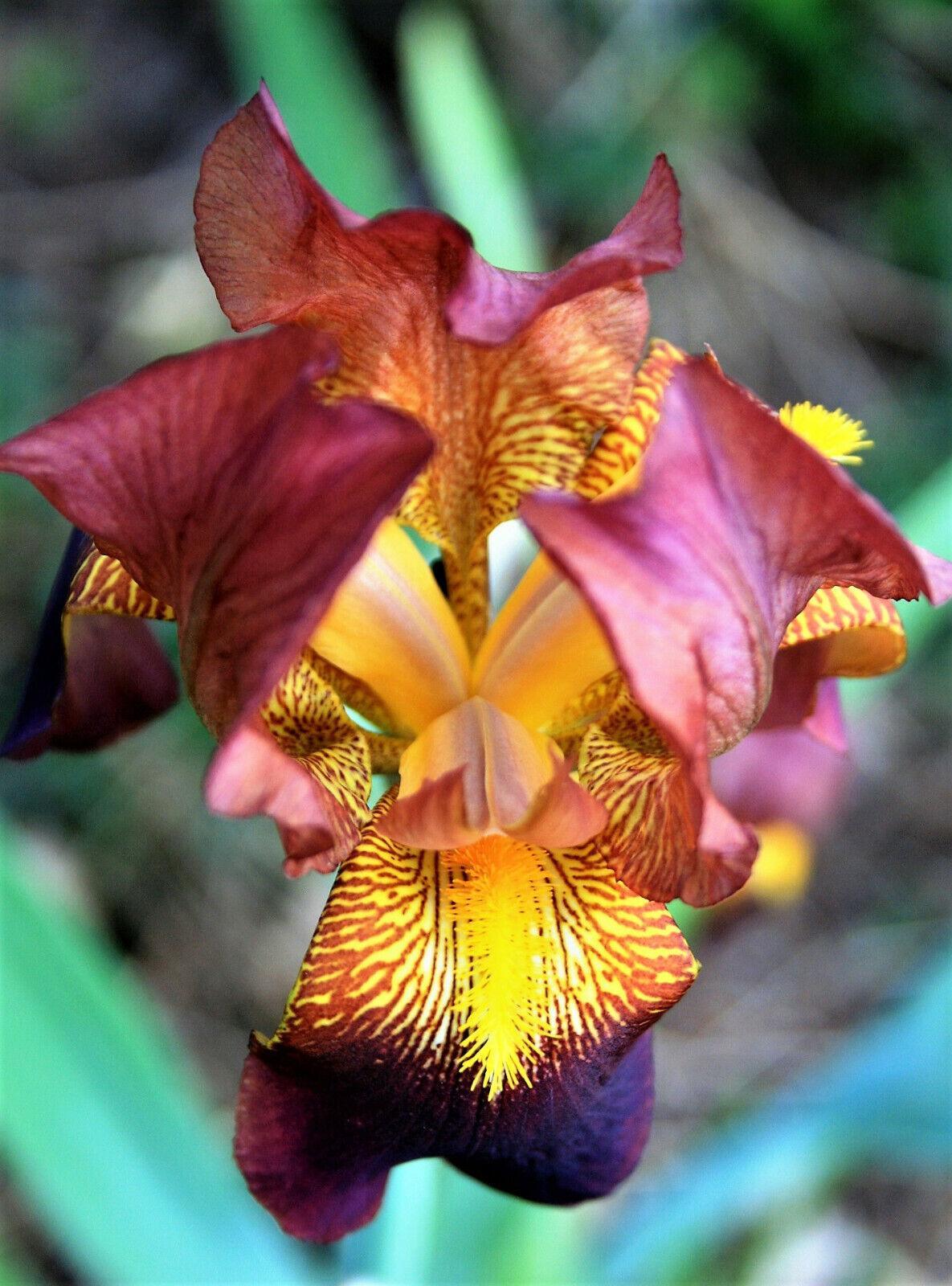 20 Mixed Siberian Iris Seeds - Seed World