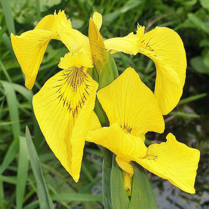 20 Mixed Siberian Iris Seeds - Seed World