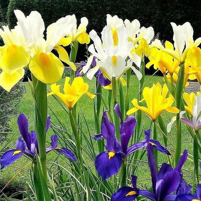 20 Mixed Siberian Iris Seeds - Seed World