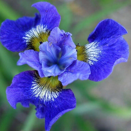 20 Mixed Siberian Iris Seeds - Seed World