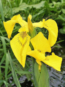 20 Mixed Siberian Iris Seeds - Seed World
