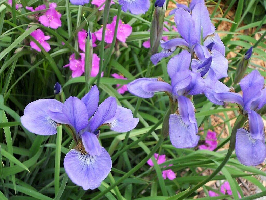 20 Mixed Siberian Iris Seeds - Seed World