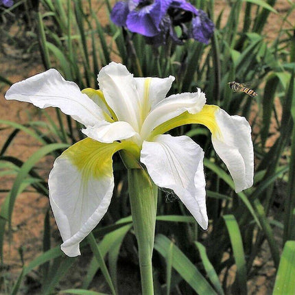 20 Mixed Siberian Iris Seeds - Seed World