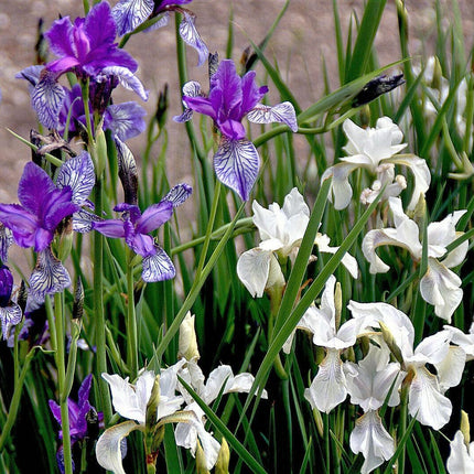 20 Mixed Siberian Iris Seeds - Seed World