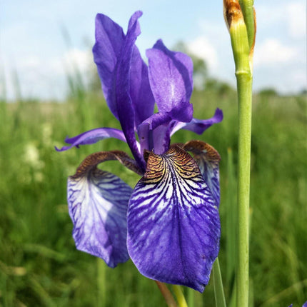 20 Mixed Siberian Iris Seeds - Seed World