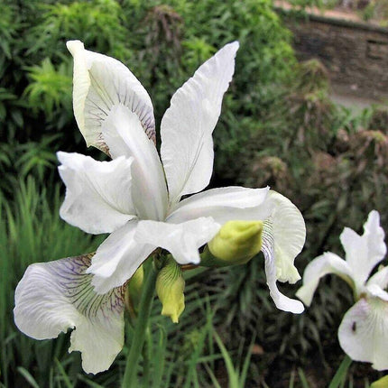 20 Mixed Siberian Iris Seeds - Seed World