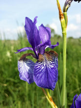 20 Mixed Siberian Iris Seeds - Seed World