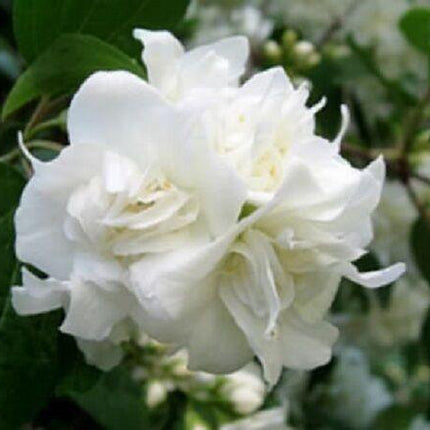 20 Mock Orange Seeds - Seed World