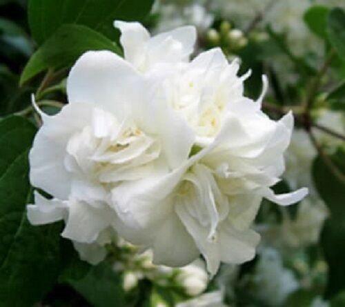 20 Mock Orange Seeds - Seed World