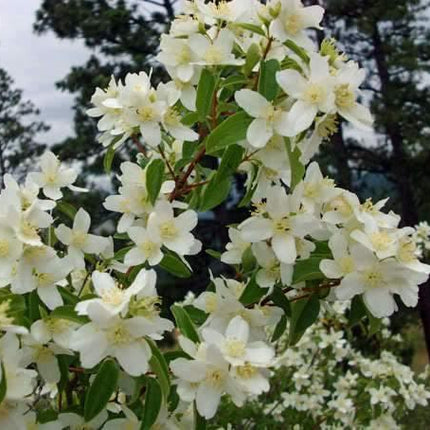 20 Mock Orange Seeds - Seed World
