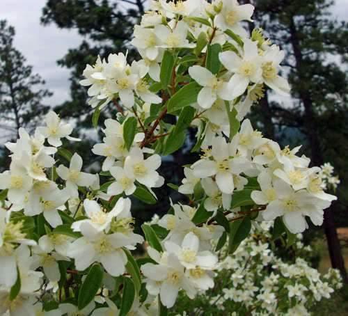 20 Mock Orange Seeds - Seed World