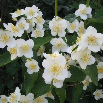 20 Mock Orange Seeds - Seed World