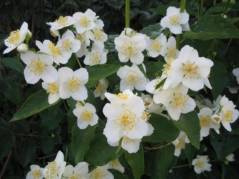 20 Mock Orange Seeds - Seed World