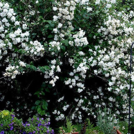 20 Mock Orange Seeds - Seed World