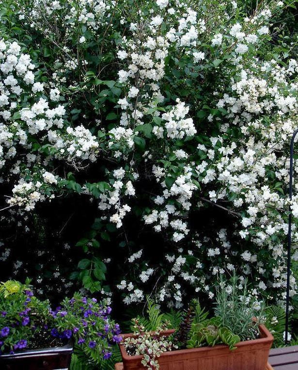20 Mock Orange Seeds - Seed World