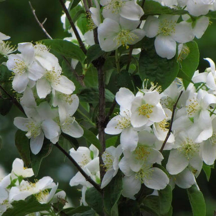 20 Mock Orange Seeds - Seed World