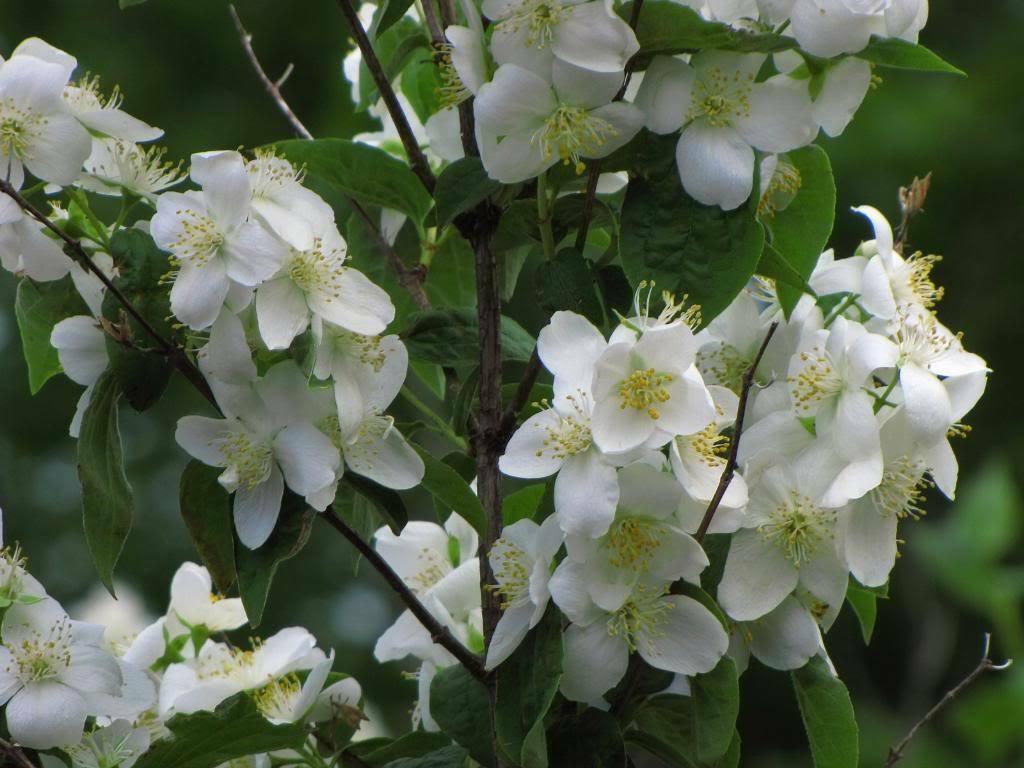 20 Mock Orange Seeds - Seed World