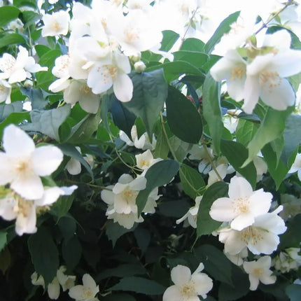 20 Mock Orange Seeds - Seed World