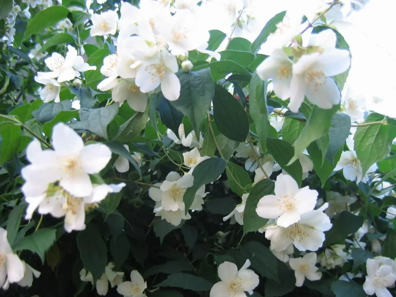 20 Mock Orange Seeds - Seed World
