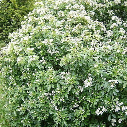 20 Mock Orange Seeds - Seed World