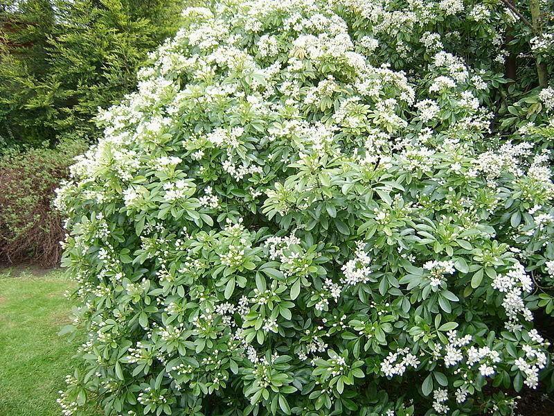 20 Mock Orange Seeds - Seed World
