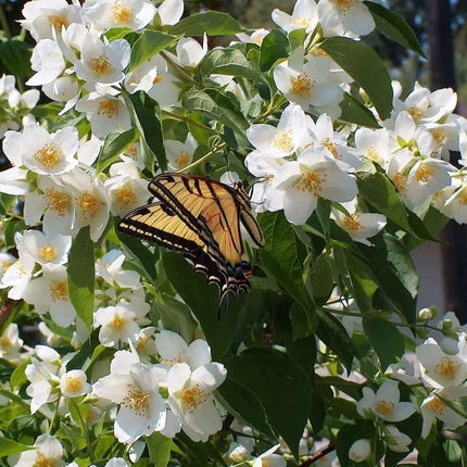 20 Mock Orange Seeds - Seed World
