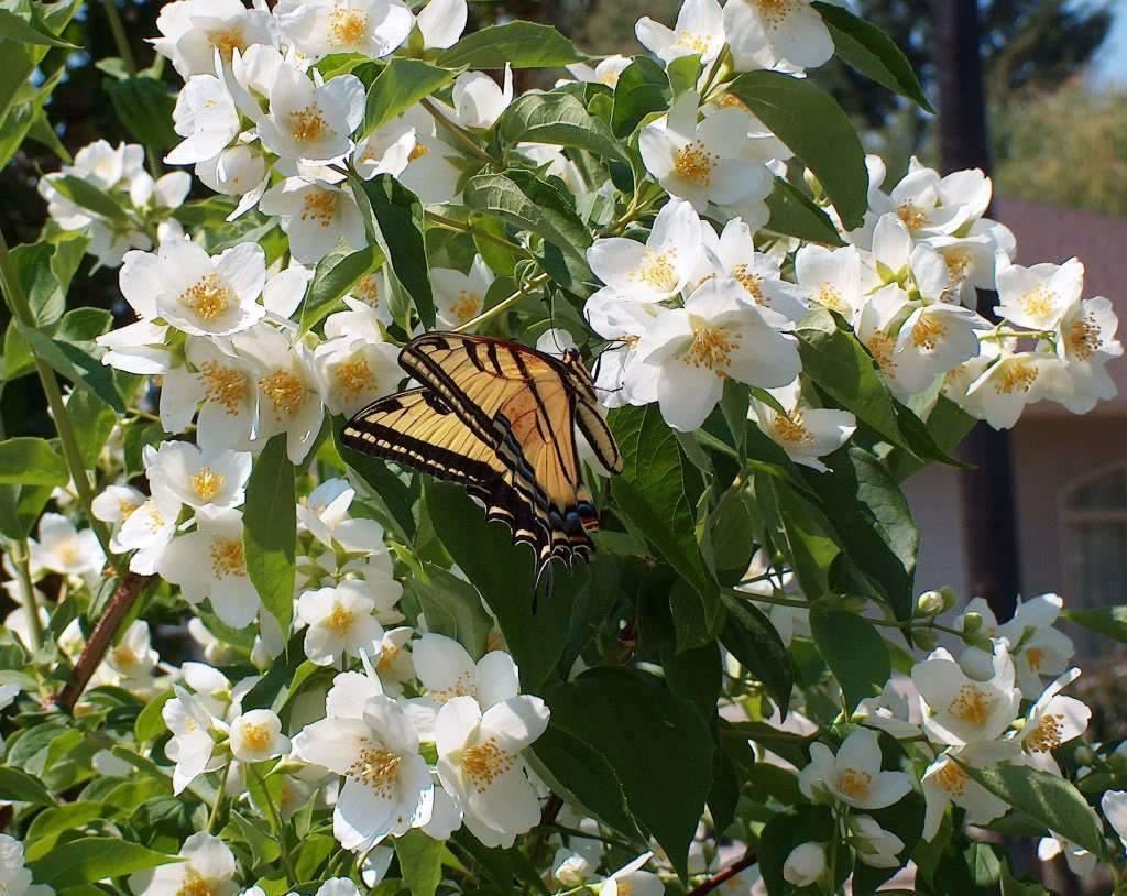 20 Mock Orange Seeds - Seed World