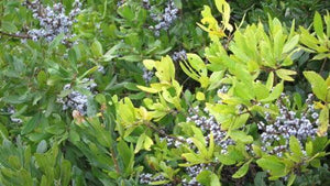 20 Northern Bayberry (Myrica Pensylvanica) Seeds - Seed World