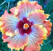 20 Orange Blue Hibiscus Seeds - Seed World