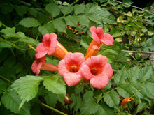 20 Orange Trumpet Vine (Campsis radicans) Seeds - Seed World