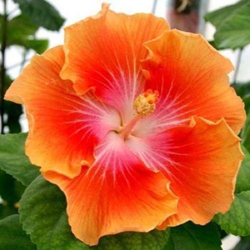 20 Orange Yellow Hibiscus Seeds - Seed World