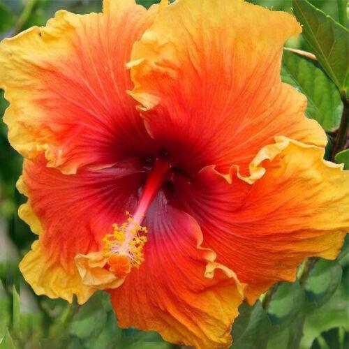 hibiscus flower seeds for sale 30 Orange Yellow Hibiscus Seeds