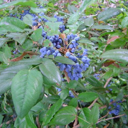20 Oregon Holly Grape - Mahonia aquifolium Seeds - Seed World