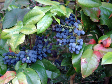 20 Oregon Holly Grape - Mahonia aquifolium Seeds - Seed World