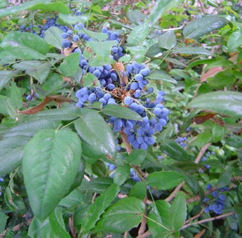 20 Oregon Holly Grape - Mahonia aquifolium Seeds - Seed World